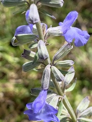 Salvia azurea