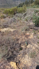 Lachnaea capitata