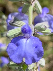 Salvia azurea