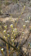 Lachnaea capitata