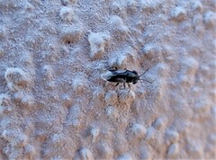 Geocoris megacephalus