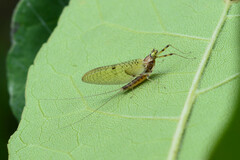 Stenacron interpunctatum