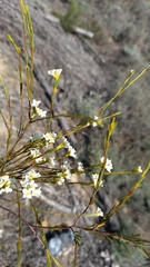 Lachnaea capitata