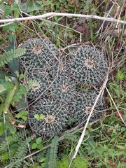 Mammillaria magnimamma