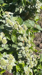 Pycnanthemum muticum