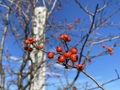 Crataegus phaenopyrum