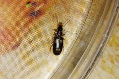 Calodromius spilotus