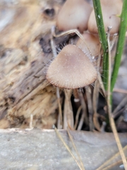 Spinellus fusiger