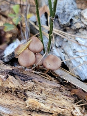 Spinellus fusiger