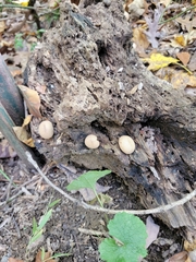 Scleroderma citrinum