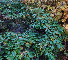 Rhododendron catawbiense