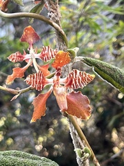 Cyrtochilum minax