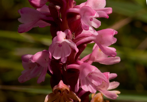 Satyrium crassicaule image