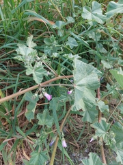 Malva
