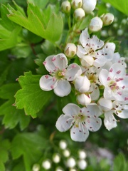 Crataegus monogyna