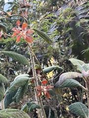 Cyrtochilum minax