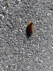 Pyrrharctia isabella