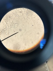 Coscinodiscophycidae