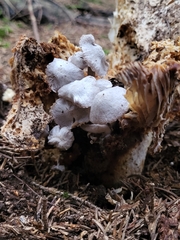 Asterophora parasitica