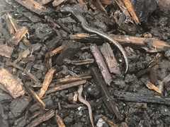 Batrachoseps attenuatus