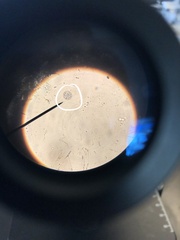 Coscinodiscophycidae