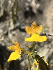 Cyrtochilum