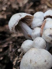 Asterophora parasitica