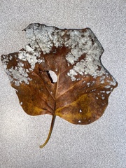 Erysiphe liriodendri