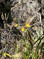 Cyrtochilum