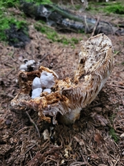 Asterophora parasitica