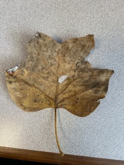 Erysiphe liriodendri