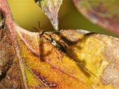 Torymidae