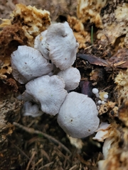 Asterophora parasitica