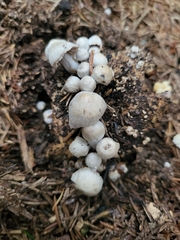 Asterophora parasitica