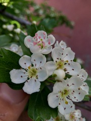 Crataegus monogyna