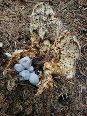 Asterophora parasitica