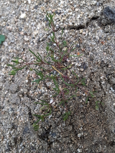 bristleseed sandspurry (Spergularia echinosperma)