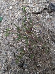 Spergularia echinosperma