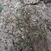 Spergularia echinosperma - Photo no hay derechos reservados, subido por Pavel Kúr