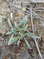 Camissoniopsis cheiranthifolia