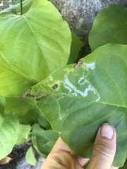 Phyllocnistis magnoliella