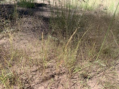 Muhlenbergia minutissima