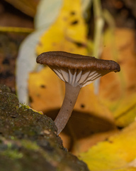 Arrhenia epichysium