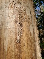 Agrilus planipennis