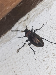 Carabus cancellatus
