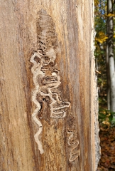 Agrilus planipennis