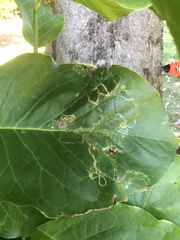 Phyllocnistis magnoliella