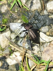 Carabus cancellatus