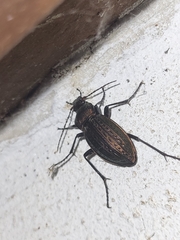 Carabus cancellatus