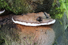 Ganoderma applanatum